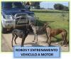 Fedegalgos