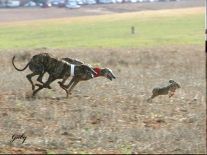 Robo de Galgos en Zamora