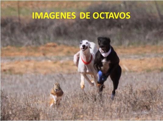 IMAGENES OCTAVOS