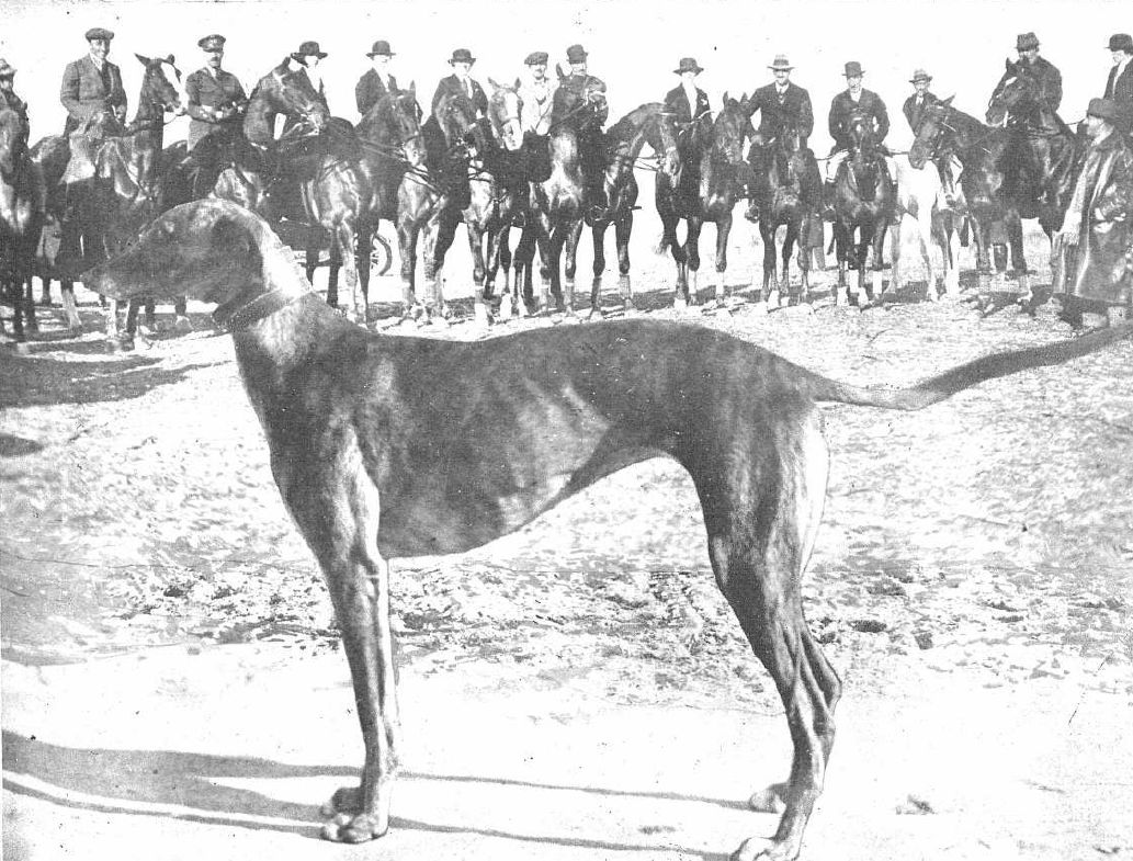 Galgos Tradición Antiquísima