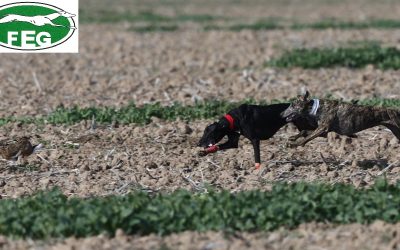 LOS MEJORES SEMENTALES Y EL GÉNERO DE SUS PRODUCTOS