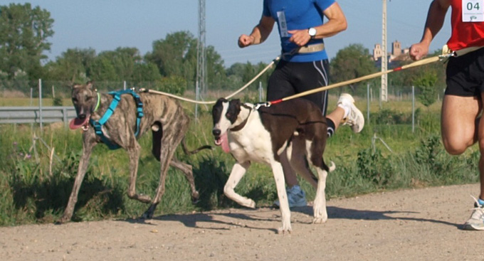 Actividad física del galgo