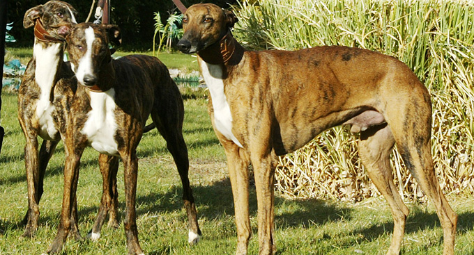 El espacio ideal para el galgo