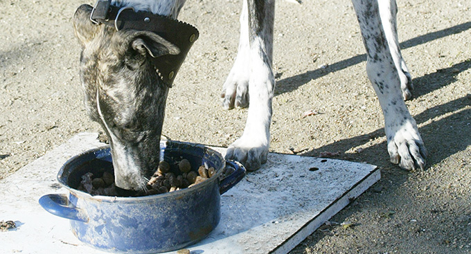 Alimentación del galgo