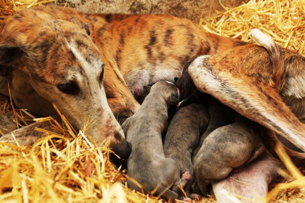 Federaci n Espa ola De Galgos La Reproducci n Del Galgo federaci-n-espa-ola-de-galgos-la-reproducci-n-del-galgo