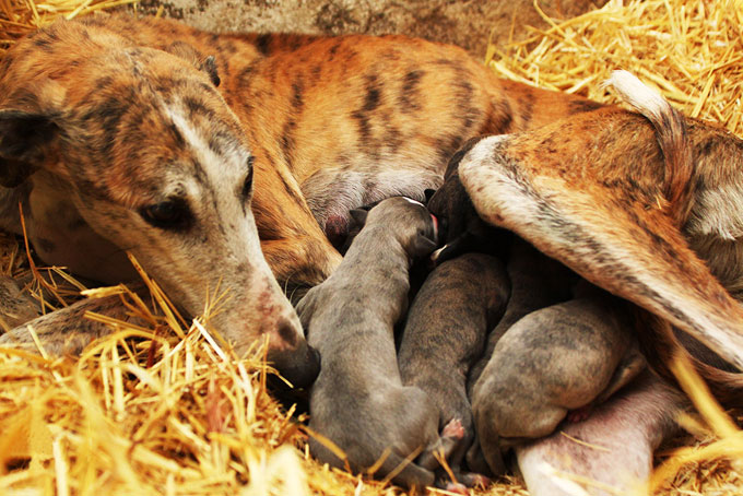 Galgos reproducción