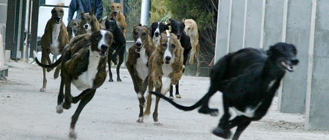 La importancia del habitat del galgo