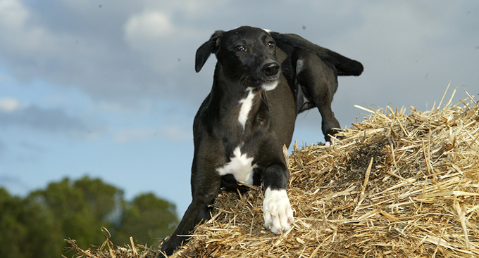 El habitat del galgo