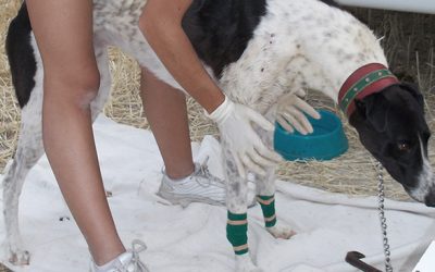 COMUNICADO PARA LA V CARRERA DE LA LIGA Y CAMPEONATO DE ANDALUCÍA DE LIEBRE MECÁNICA