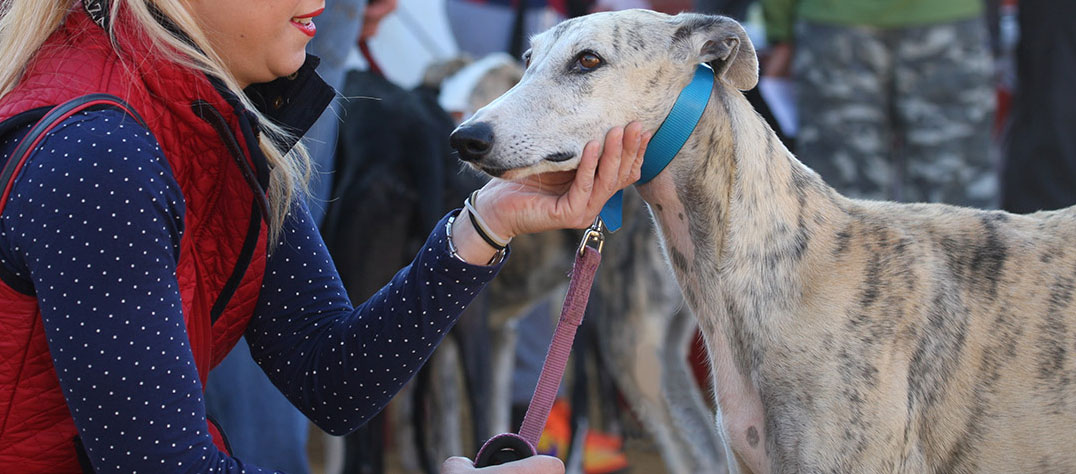 Socialización del galgo