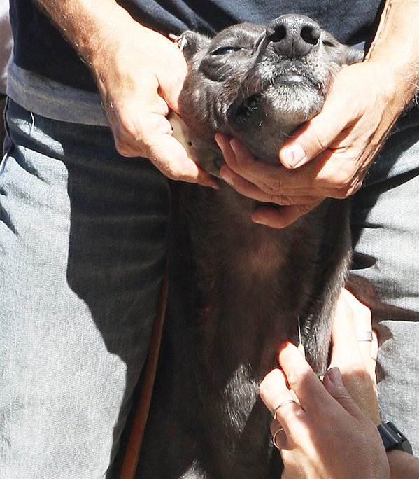 Vacunación del galgo