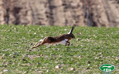II CONGRESO MIXOLEPUS. Gestión sanitaria y cinegética de la liebre.