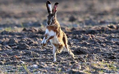 SITUACIÓN DE BROTE DE MIXOMATOSIS EN LIEBRE IBÉRICA (10/10/2019)