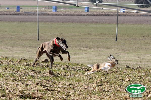 PREVIA DE CUARTOS DE FINAL DEL LXXX CAMPEONATO DE ESPAÑA DE GALGOS EN CAMPO COPA S.M. EL REY.