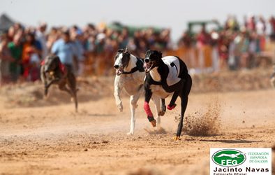XXXIII CAMPEONATO DE ESPAÑA DE GALGOS EN CAMPO CON LIEBRE MECÁNICA. Modalidad 1200 metros. EL VISO DEL ALCOR.