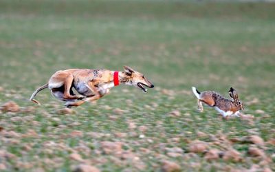 NAVA DEL REY DESLUMBRA A LOS GALGUEROS CON UNOS OCTAVOS DE ENSUEÑO