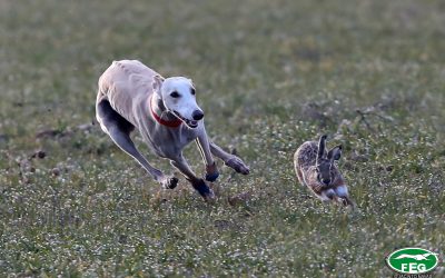 PELAYA, ADA Y MÁGICA ESPERAN LA CUARTA SEMIFINALISTA