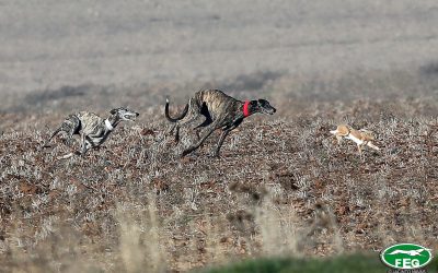 PREVIA DE SEMIFINALES DEL LXXXI CAMPEONATO DE ESPAÑA DE GALGOS EN CAMPO COPA DE S. M. EL REY.