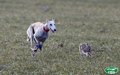 CHAPARRA DE TRIKI COMPLETA LAS GALGAS SEMIFINALISTAS