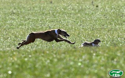 LA FEG APRUEBA, CON EL CONSENSO DE LOS PRESIDENTES TERRITORIALES, NUEVAS BASES DE COMPETICIÓN PARA EL CTO. DE GALGOS EN CAMPO, COPA S.M. EL REY
