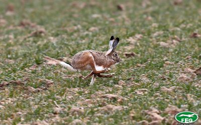 RECOMENDACIONES DE LA FEG RESPECTO A LA MIXOMATOSIS DE LA LIEBRE IBÉRICA