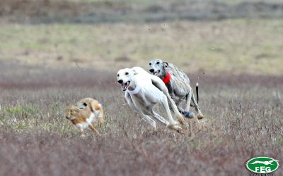 PREVIA DE CUARTOS DE FINAL DEL LXXXI CAMPEONATO DE ESPAÑA DE GALGOS EN CAMPO COPA S.M. EL REY.