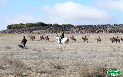 PREVIA CUARTOS DE FINAL LXXXIV CAMPEONATO DE ESPAÑA DE ESPAÑA DE GALGOS EN CAMPO 2022.