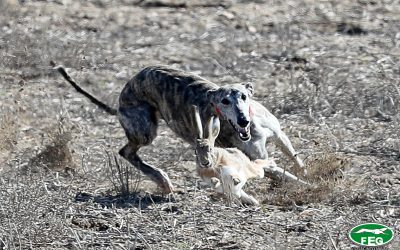 CHAPARRA DE TRIKI Y PELAYA DE SAFESA SE DISPUTARÁN LA COPA DE S. M. «EL REY»