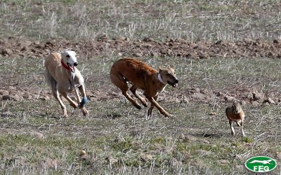 LA FEG MODIFICA EL REGLAMENTO EN BENEFICIO DE LA LIEBRE