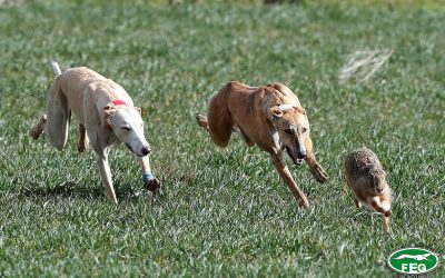 PELAYA DE SAFESA SE CORONA EN NAVA DEL REY
