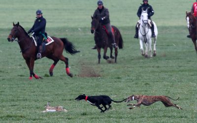 PRIMERA JORNADA DE OCTAVOS DE FINAL DEL LXXXII CAMPEONATO DE ESPAÑA DE GALGOS EN CAMPO, COPA DE S.M. EL REY