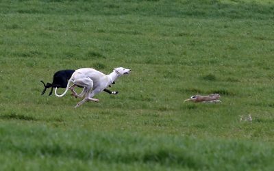 COMPETICIONES DE LA FEDERACIÓN ESPAÑOLA DE GALGOS