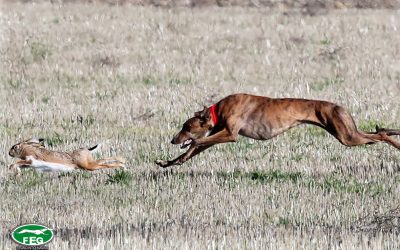 GALGOS QUE CUMPLIERAN EDAD DE CONFIRMACIÓN DURANTE ESTADO DE ALARMA