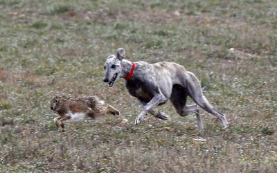 EL 5 DE SEPTIEMBRE FINALIZA EL PLAZO PARA LA INSCRIPCIÓN DE LOS CLUBES