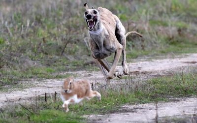 LOS CUARTOS DE FINAL BRILLARON POR LA IGUALDAD DE LOS GALGOS PARTICIPANTES.