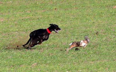 KIKA DE ESPABILADA Y LIOSA DE CLEMENTE COMPLETAN LOS SEMIFINALISTAS