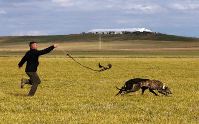 “ESPLÉNDIDA JORNADA DE GALGOS Y LIEBRES EN MADRIGAL”