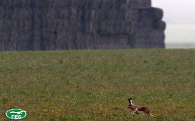 EL OBSERVATORIO CINEGÉTICO EN ANDALUCÍA