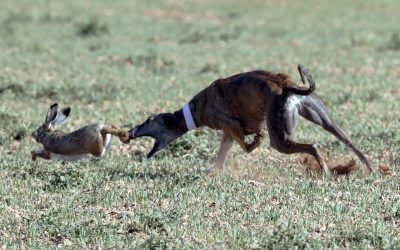 PRIMERA JORNADA DE SEMIFINALES DEL LXXXIII CTO DE ESPAÑA DE GALGOS EN CAMPO