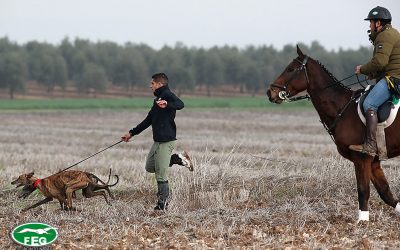 DVD DEL LXXXIII CAMPEONATO DE ESPAÑA DE GALGOS EN CAMPO