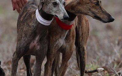 RANKING DE SEMENTALES DEL LRO DE LA FEG