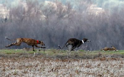 INSCRIPCIÓN DEL GALGO EN EL LXXXIV CTO DE ESPAÑA DE GALGOS EN CAMPO