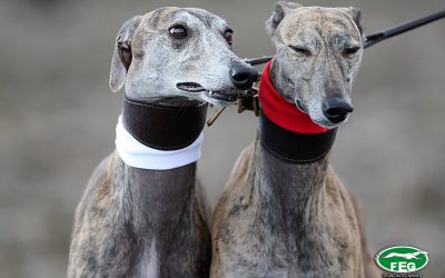 BASES DE COMPETICIÓN LXXXIV CTO DE ESPAÑA DE GALGOS EN CAMPO