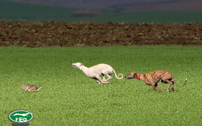 FASE DE CUARTOS DE FINAL DEL LXXXIV CTO ESPAÑA DE GALGOS EN CAMPO