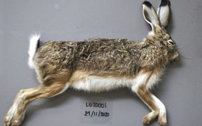 Confirman que la enfermedad hemorrágica del conejo ha dado el salto a la liebre ibérica