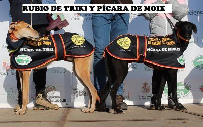 PREVIA DE LA FINAL DEL LXXXIV CAMPEONATO DE ESPAÑA DE GALGOS EN CAMPO COPA DE S.M EL REY.