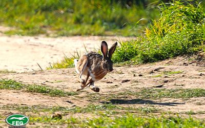 «SOS LIEBRE IBÉRICA»