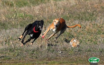 I JORNADA DE SEMIFINALES DEL LXXXIV CAMPEONATO DE ESPAÑA DE GALGOS EN CAMPO COPA S.M. EL REY
