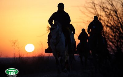 DVD DEL LXXXIV CAMPEONATO DE ESPAÑA DE GALGOS EN CAMPO.