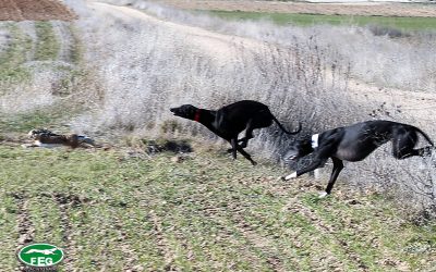 II JORNADA DE SEMIFINALES DEL LXXXIV CAMPEONATO DE ESPAÑA DE GALGOS EN CAMPO COPA S.M. EL REY